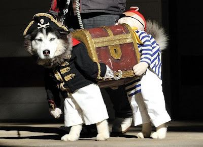 pirate-dog-cosplay.jpg