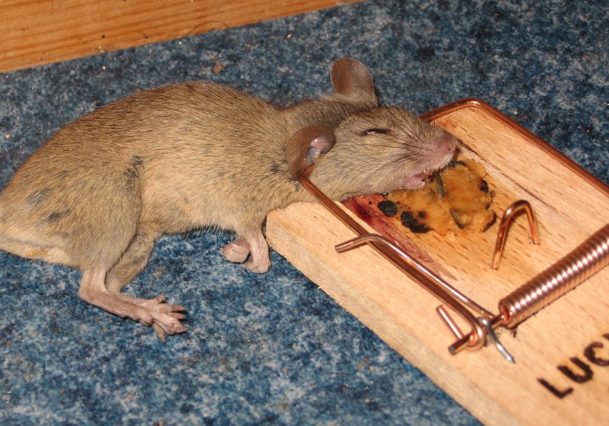 Mousetrap_with_mouse.jpg